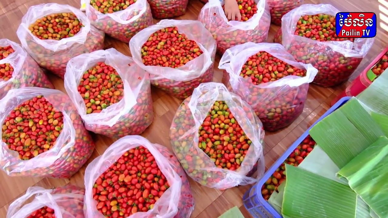 បទយកការណ៍ ស្តីពី ប៉េងប៉ោះឈើរី ជាពូជប៉េងប៉ោះងាយស្រួលដាំដុះ និងមានតម្លៃល្អលើទីផ្សារ