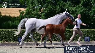 DARRY EASY Z