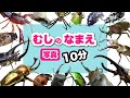 【昆虫の名前】写真で覚える！こんちゅうのなまえ25種・10分〈カブトムシ・ノコギリクワガタ・アメリカザリガニ・カマキリ ・スズメバチ〉【幼児向け 子ども向け】 日本語 bug Japanese