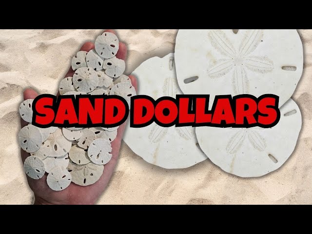 How to clean sand dollars. Bleaching and sealing your sand dollar