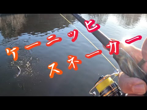 ロブルアー ケーニッヒスネーカー - YouTube