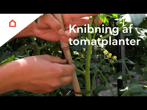 Video: Hvornår skal man knibe tomater ud?