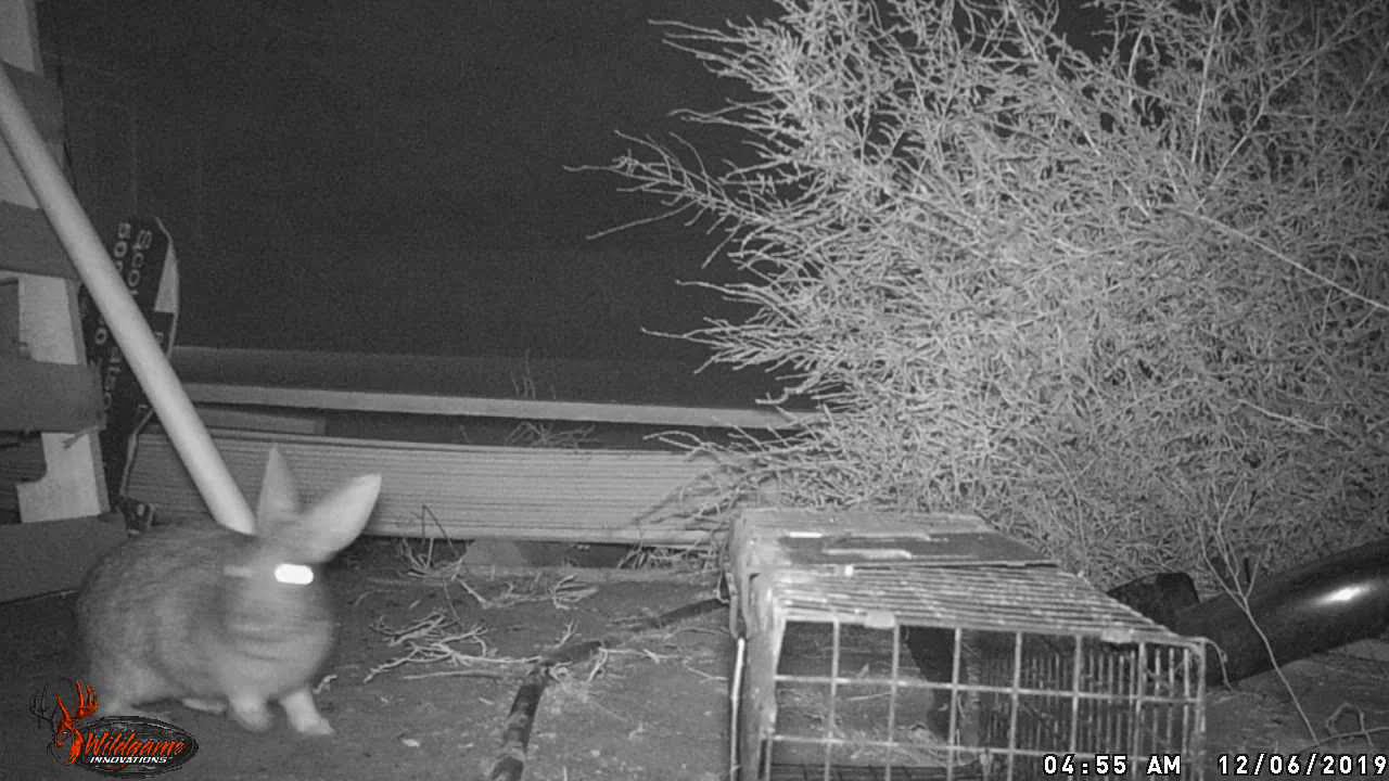 Eastern cotton tail Rabbit at night YouTube