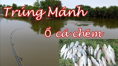 Câu Cá Chẽm Đầm Thiên Nhiên Đụng Bầy Cá Chẽm Háo Đói Giật Sướng Tay/săn bắt và ẩm thực/câu cá chẽm