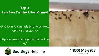Top 3 Bed Bug Removal in Georgetown
