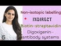 Part-VI:  Biotin &amp; Digoxigenin system (Indirect Labeling) – Non-Isotopic Labeling  of Nucleic Acids