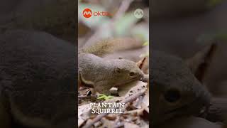 Can You Spot the Exotic Finlayson's Squirrel 🐿️ ✨ | Wildlife Snap! Shorts