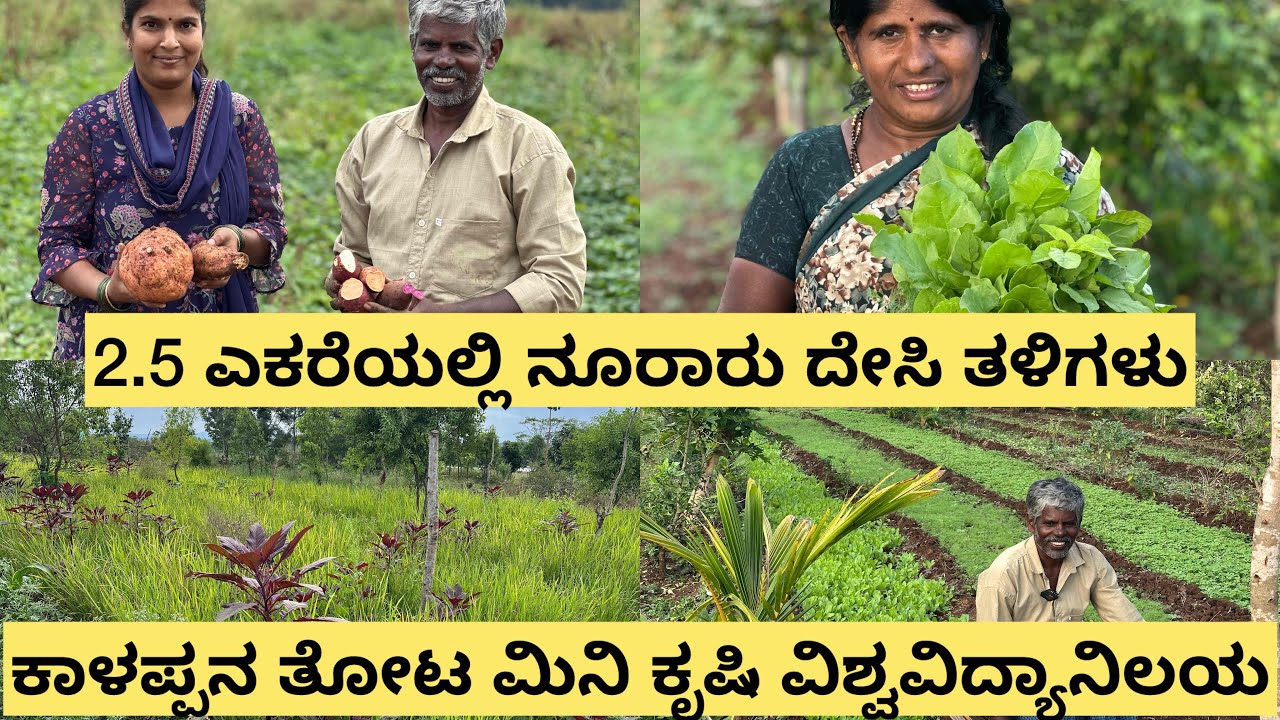 2.5 ಎಕರೆಯಲ್ಲಿ ದೇಸಿ ತಳಿಗಳಿಂದ ಲಕ್ಷ ಲಕ್ಷ ಆದಾಯ.  Desi seed Conserver Kalappa’s Farm tour. Native seeds