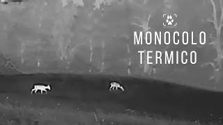 Monocolo Termico Hikmicro Lynx LH19 2.0 – Test sul campo e video di animali selvatici