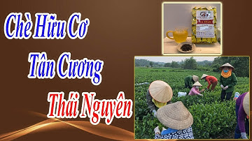 Địa Chỉ Cung Cấp Chè Chuẩn Sạch Tân Cương Thái Nguyên - Trà Tiên Lầu