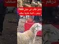 شناق كالب في حولي 7000 دره أثمنة ضاربة في سقف
