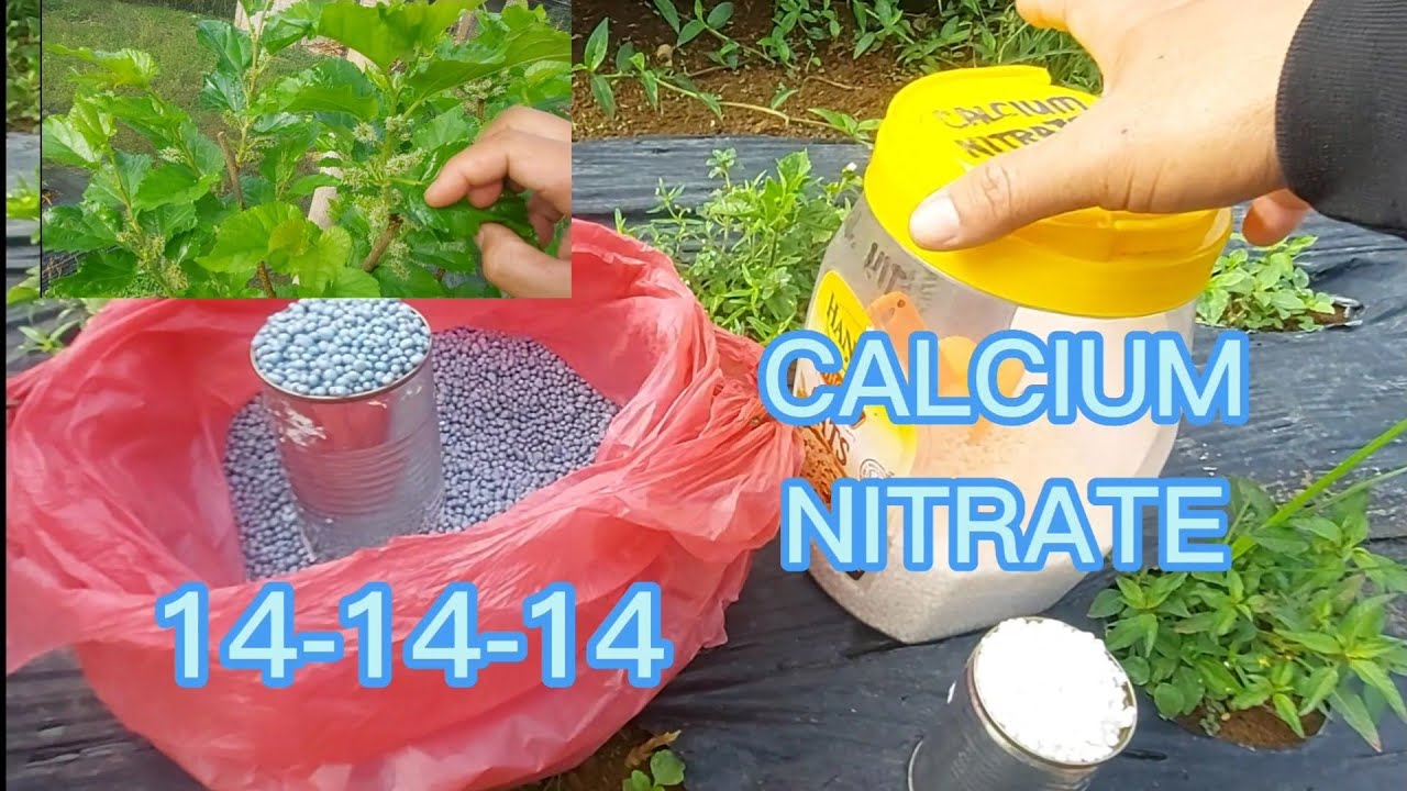 Pag apply ng fertilizer ng ating mulberry para hindi malaglag ang mga bunga.