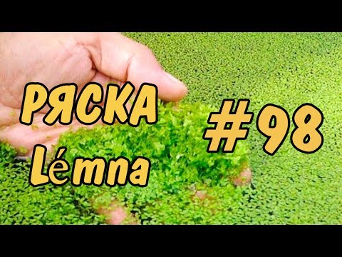 #98 ЧУДО-ТРАВА??? РЯСКА.