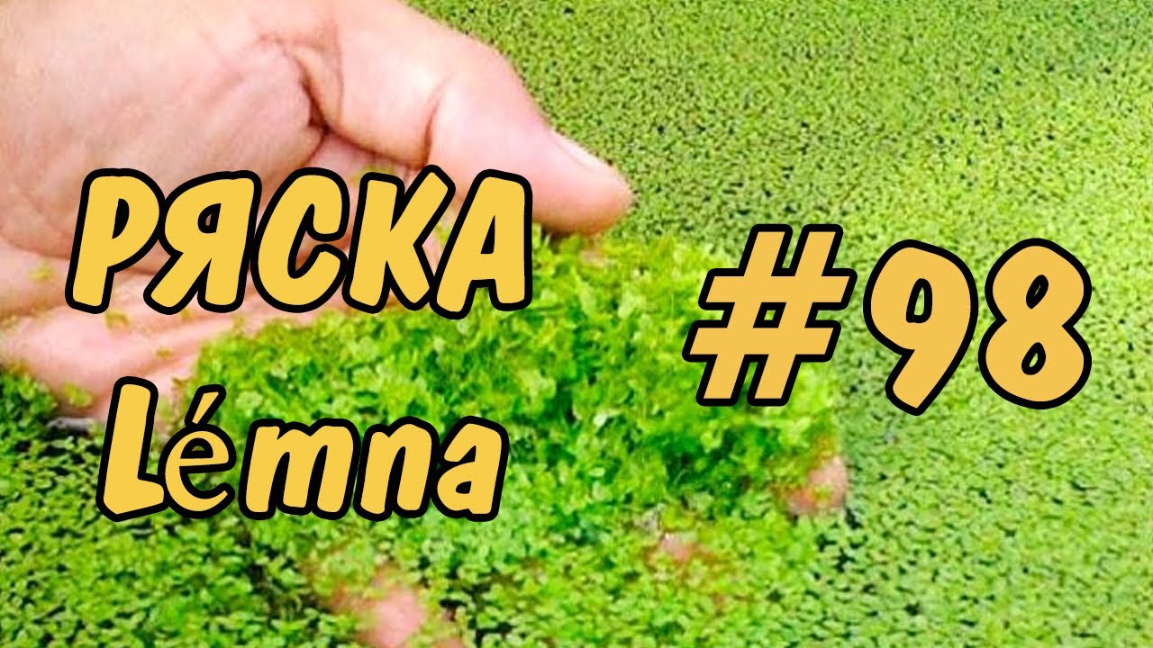 #98 ЧУДО-ТРАВА??? РЯСКА. Lémna