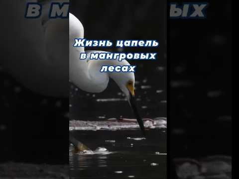 Жизнь цапель в мангровых лесах #животные #птицы #forest #shorts #nature