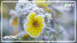 Verify Fact Check: Gardener's guide to frost and protecting plants