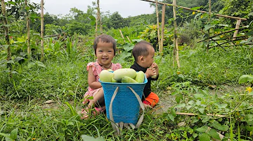 Single mother - Harvesting melon garden to sell - Orphans