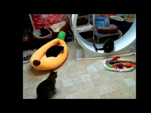 special needs animal rescue Blind Cat Rescue & Sanctuary, Inc Live Stream