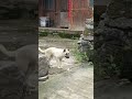 #funny #dog #funnydog