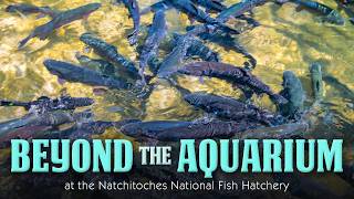 Natchitoches Fish Hatchery Balances Conservation and Aquaculture
