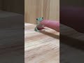 お手。からの手乗りが可愛いイエアメガエルの子供