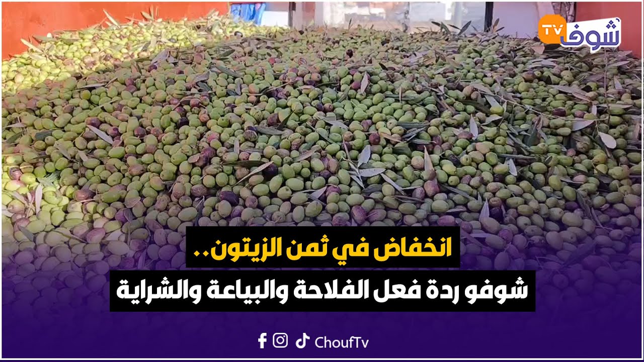 من قلعة السراغنة: كما كان متوقعا.. انخفاض في ثمن الزيتون.. شوفو ردة فعل الفلاحة والبياعة والشراية