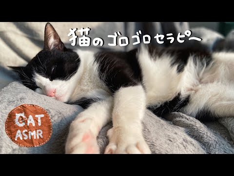 ⚡️ASMR｜ゴロゴロ猫エンジンの音#135