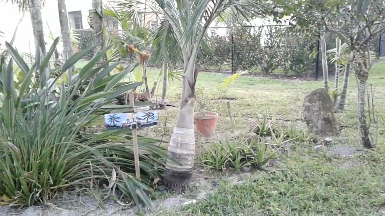 PS92 - Spear Palm Tree - Balaka Palm - First Seed Bract in 2023 - February 24, 2024