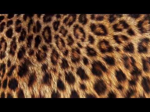 Spice Girls - Mel B - Are You Gonna Go My Way (Soundboard Audio - Detroit 2008)