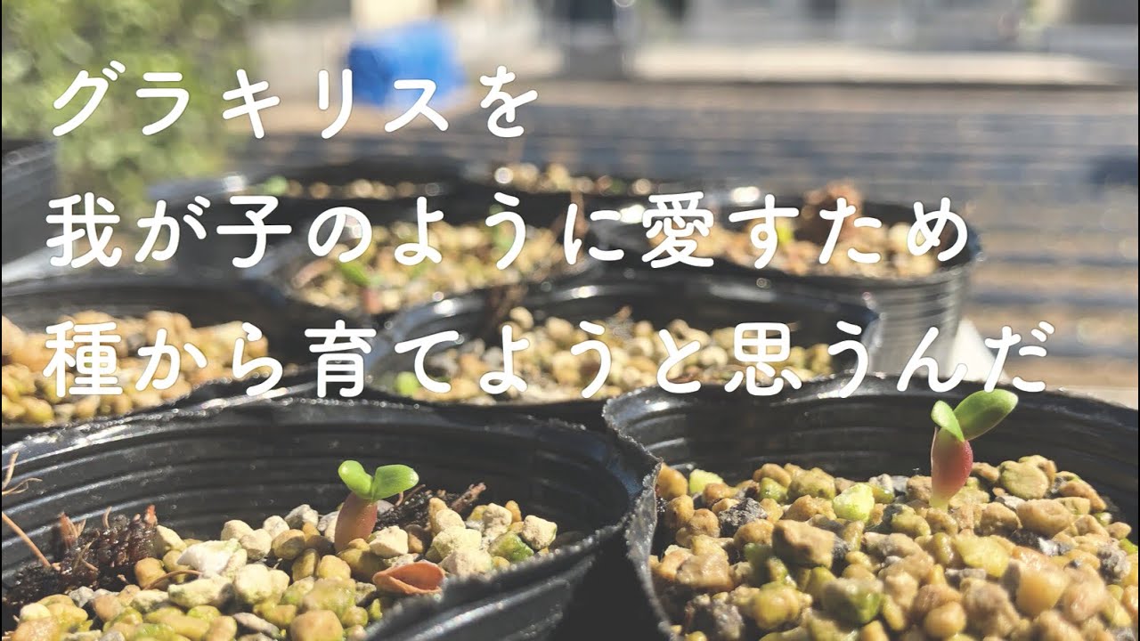 01 植物のある暮らし グラキリス 実生 26歳2児のパパのモーニングルーティン 趣味の早起きpachypodium Gracilius Seeding Youtube 01 植物のある暮らし グラキリス 実生 26歳2児のパパのモーニングルーティン 趣味の早起きpachypodium Gracilius Seeding Youtube