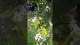 Honey Bee of Florida on Arabica Coffee