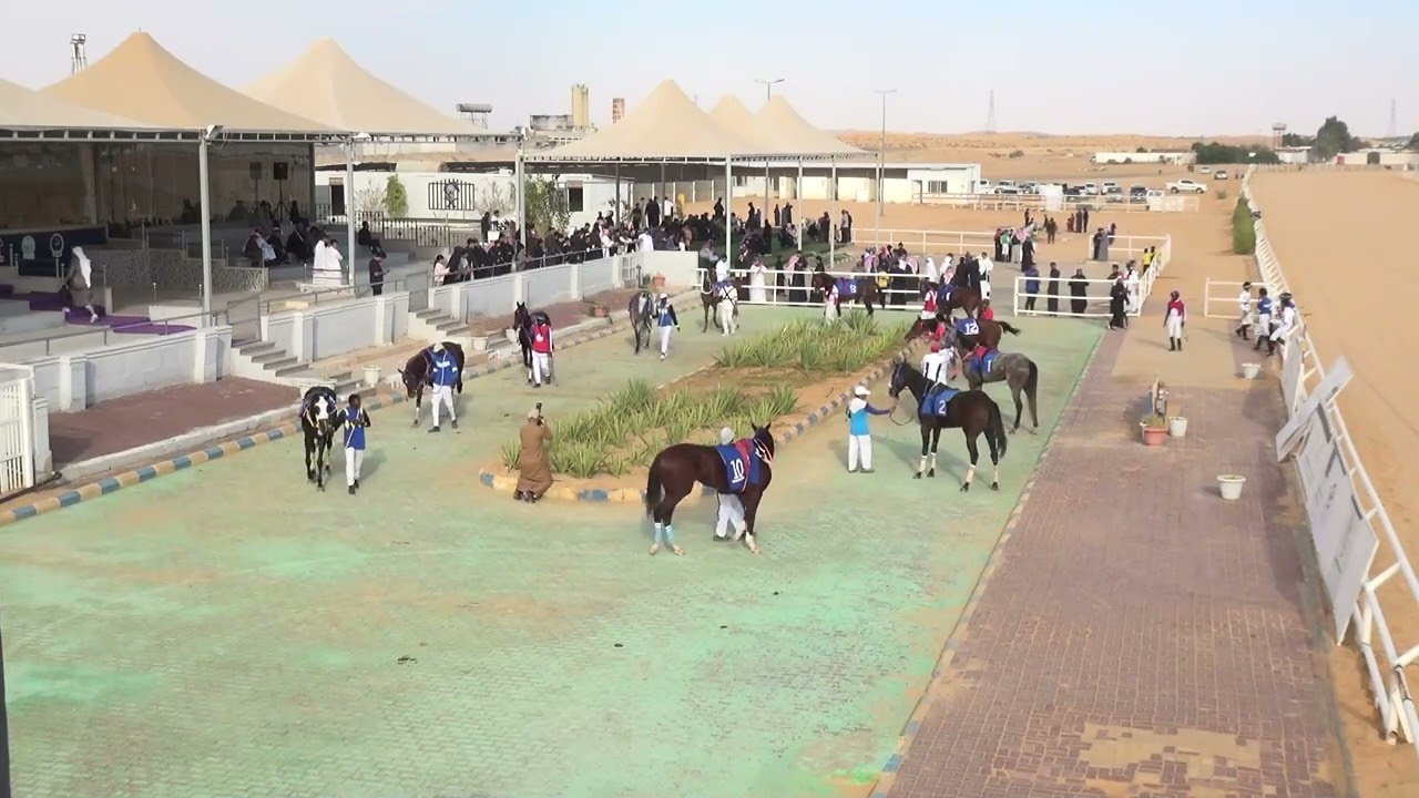 حفل (01) شوط (02) موسم 1447 الجواد الفائز الهمباتي