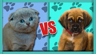 Cats VS Dogs  Which One is BETTER?