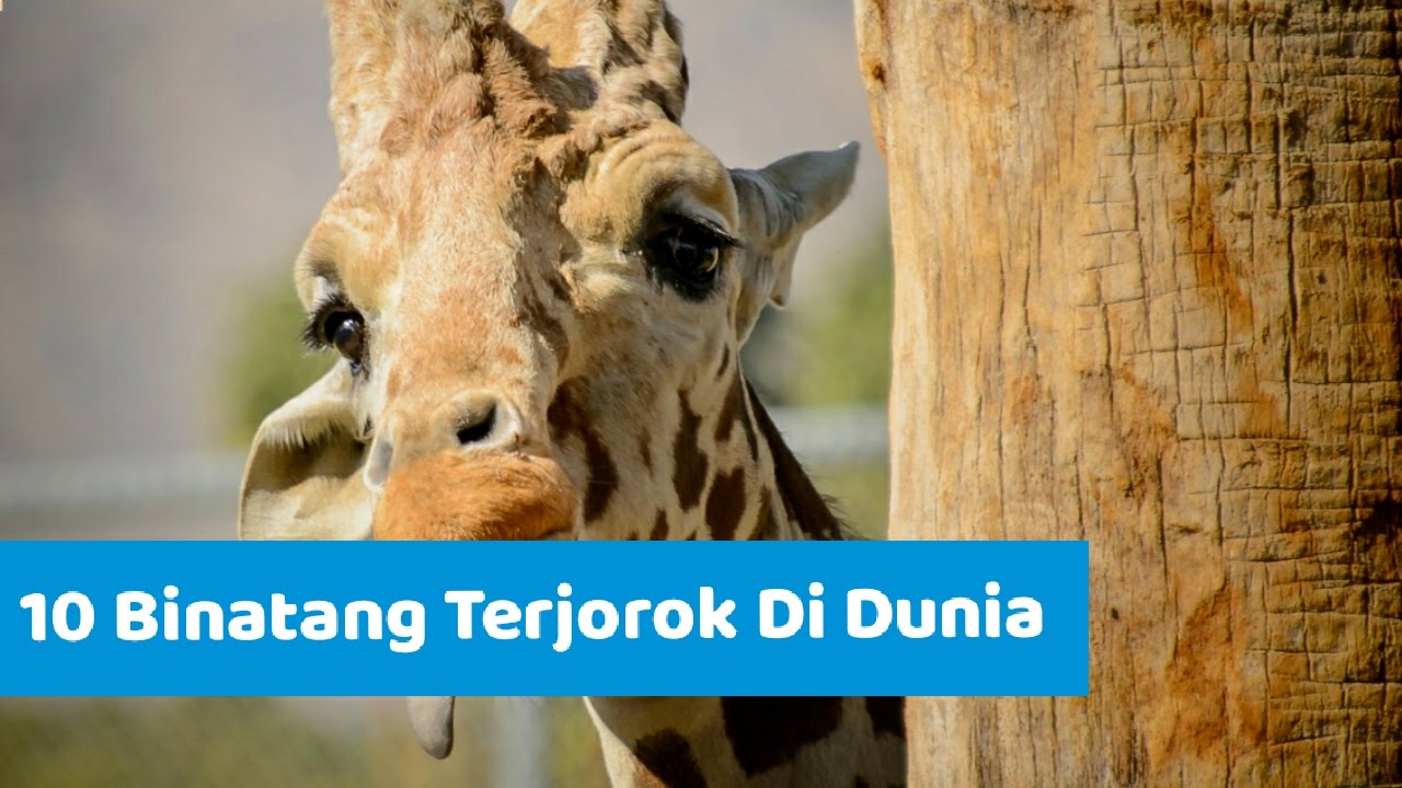 10 Binatang "TERJOROK" Yang Ada di Bumi
