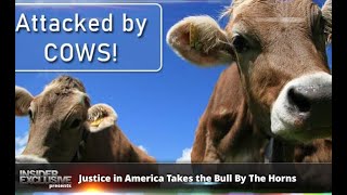 Justice in America Takes the Bull By The Horns
One of their cases featured in this new Network TV Special, took place on the trail in the Round Valley Regional Preserve of the East Bay Regional Park District (Park District). The Park District, with 96,000 acres spread over 65 sites in the valleys and hills east of Oakland, is the largest urban park system in the country. But it is also home to about 10,000 freely grazing cattle, both to generate state revenues and suppress wildfires. But cattle and hikers are known to collide in the Park resulting in multiple serious injury-producing events each year. Justice in America Takes the Bull By The Horns