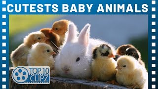 Top 10 Cutest Baby Animals (And Their Ugly Parents) - TTC