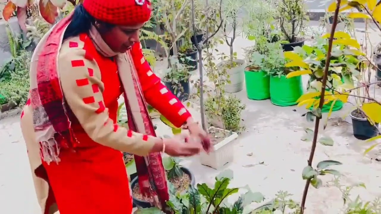 harvesting tomato and beetroot from my terrace garden 🍅🍅