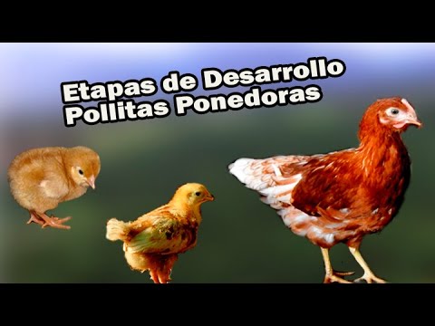 Video: ¿Qué es una pollita?