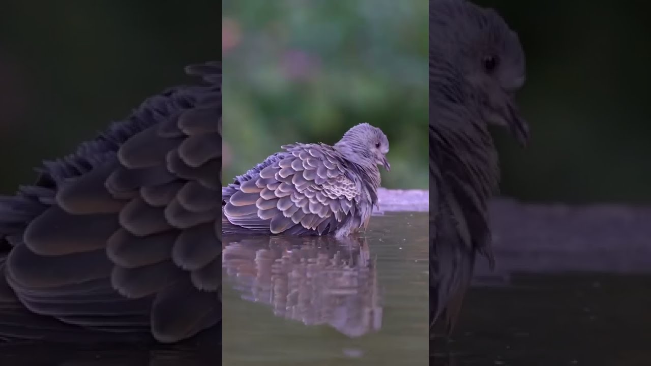 Turtle Dove Birds #music #shorts adlı videoyu YouTube'da izle Turtle Dove Birds #music #shorts adlı videoyu YouTube'da izle