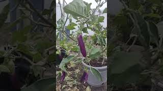My Eggplant In A Pot