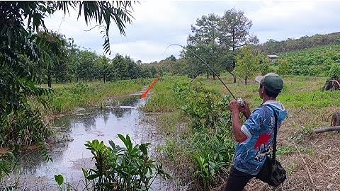 Câu cá lóc_Hành trình săn hàng Hugo (p45)@Hữunghị tv