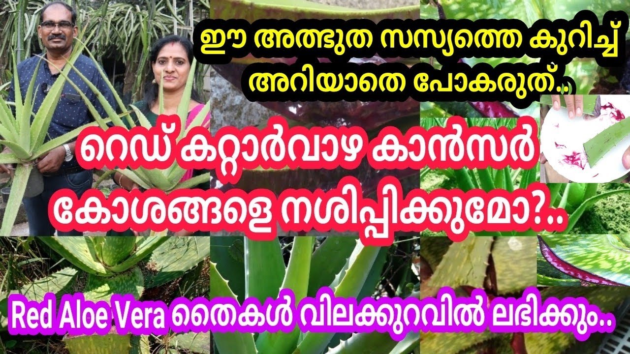 സൗന്ദര്യ സംരക്ഷണം മുതൽ കാൻസർ രോഗങ്ങൾക്ക് വരെ..ചുവന്ന കറ്റാർവാഴ എങ്ങിനെ തിരിച്ചറിയാം? #redaloevera