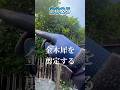 【金木犀】2025年→2026年こうなる剪定