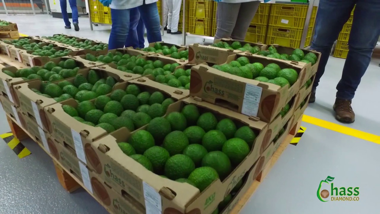 planta-para-empaque-de-aguacate-hass-diamond-co-youtube