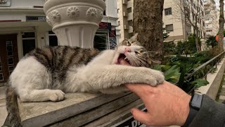 Some cats can’t help being weird and that’s okay by Stray Paws of Istanbul 1,163 views 1 month ago 2 minutes, 13 seconds