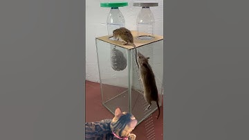 The Best Mouse Trap   The Cat Just Sits and Waits - V2! 🪤😼 | Sunny House #cat #trap #mouse