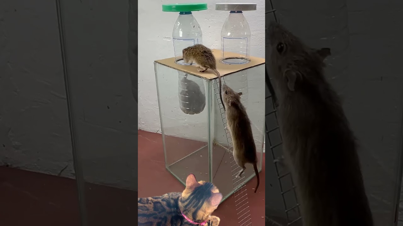 The Best Mouse Trap   The Cat Just Sits and Waits - V2! 🪤😼 | Sunny House 