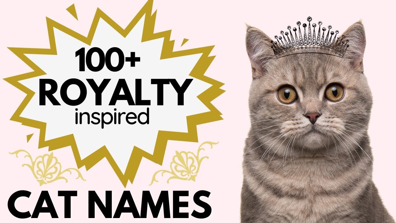 100+ Cat Names Inspired By The Royal Family👑 Popular Royal Cat Names