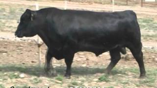 COMPLEMENT screenshot 5