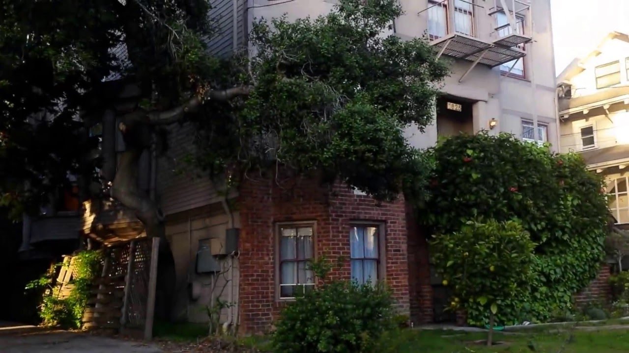 A walk in my neighborhood, Alameda, CA.